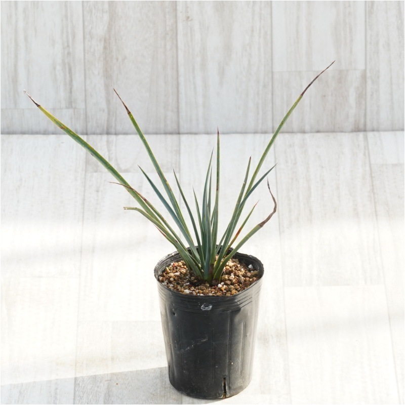 ヘスペロユッカ・ウィップレイ「エレミカ」 3号ロングポット