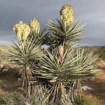 ��å������ǥ����顡3����󥰥ݥåȡ�