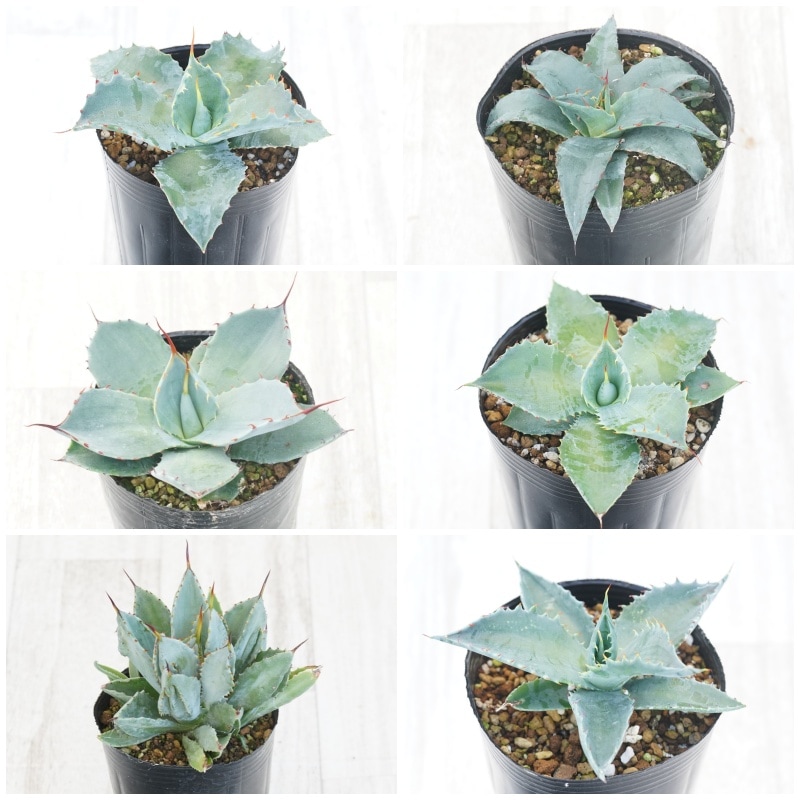 ��B���åȡۥ��������ʡ��ʼ�̾�դ��� ���פ餤3�糧�åȡ�3����󥰥ݥå�