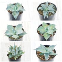 アガベ・キシロナカンサ 5号ポット | | アガベ（リュウゼツラン