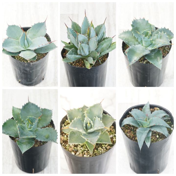 ��B���åȡۥ����١���ꥯ�����ʼ���פ餤5�糧�åȡ�3����󥰥ݥå�