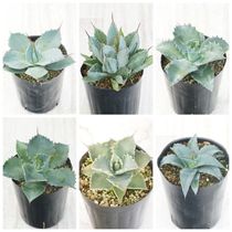 アガベ・ホリダ③ 4号鉢 鋸歯が美しい人気種 園芸ネット本店｜アガベ