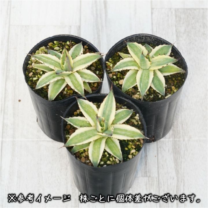 アガベ　フロストバイト　大株 アガベ キシロナカンサ ' フロストバイト ' Agave xylonacantha