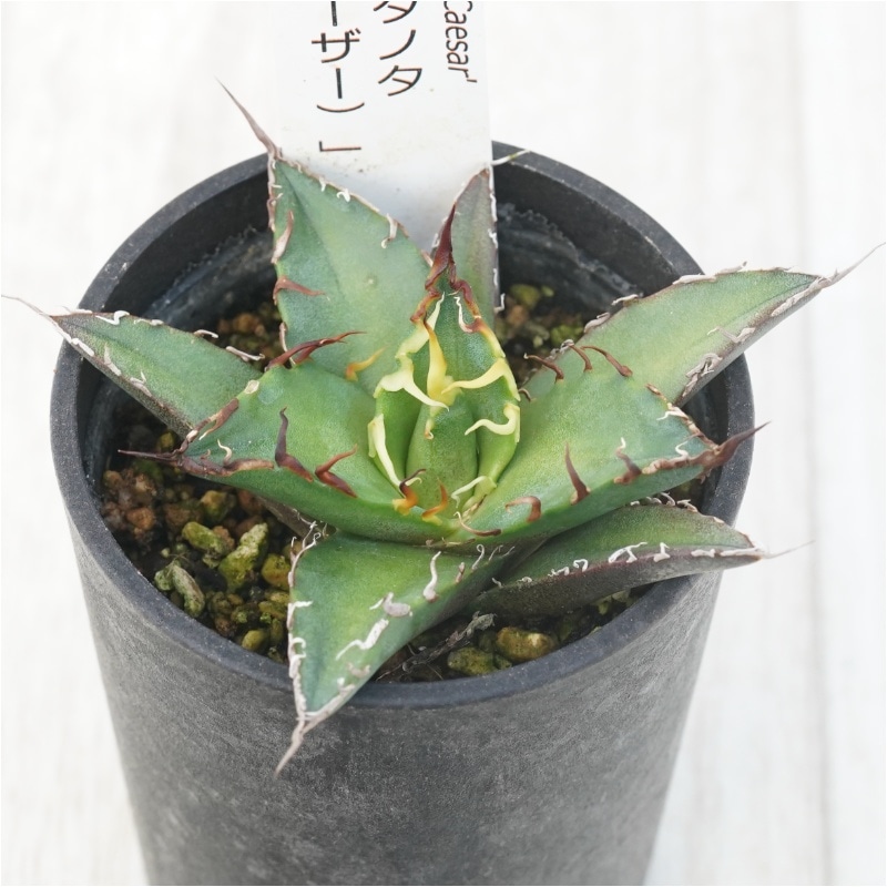 �����١������Υ��ֳ����ʥ��������ˡ� 2.5��ȭ