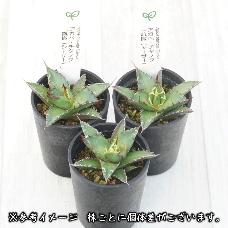 アガベ・チタノタ「凱撒（シーザー）」 2.5号鉢 | | チタノタ銘品