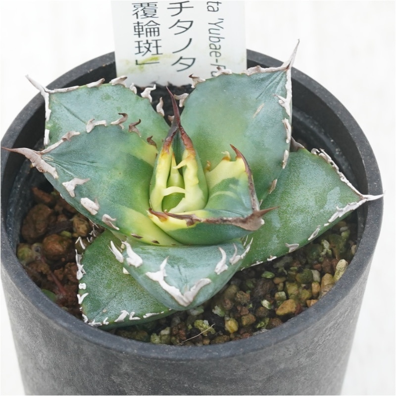 �����١������Υ� ��ͼ�ǡ�ʤ�ء�2.5��ȭ