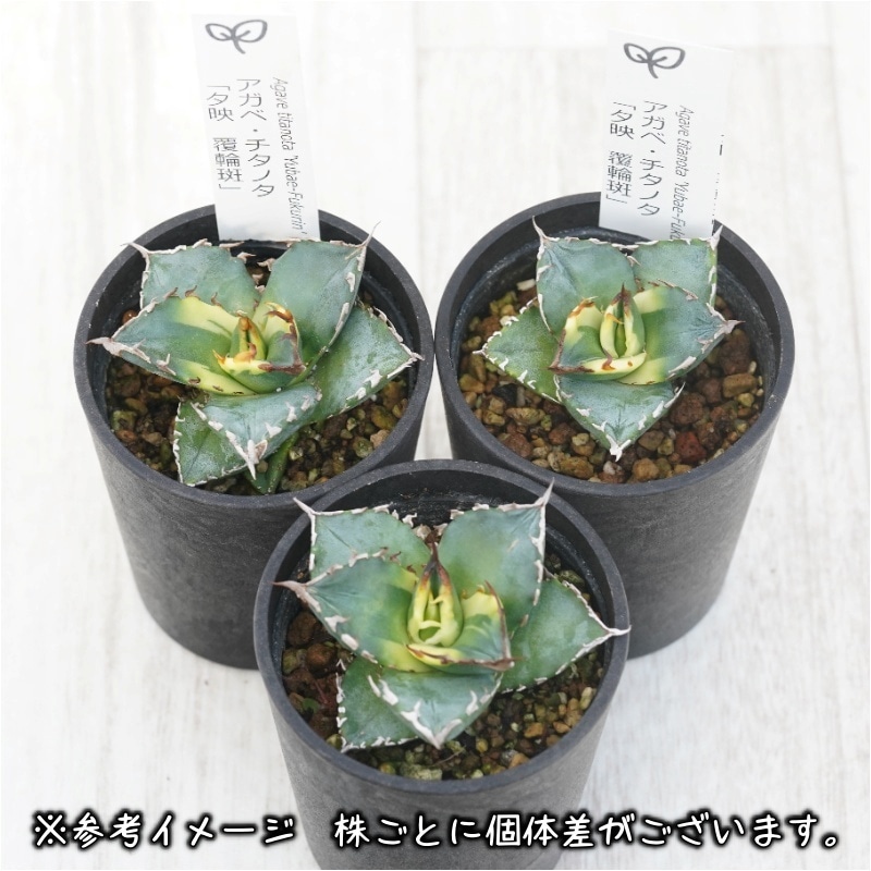 アガベ・チタノタ 「夕映」覆輪 2.5号鉢 | | チタノタ銘品シリーズ