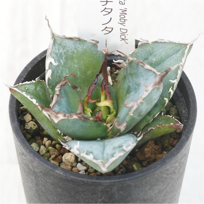 �����١������Υ�������ߡɡ� 2.5��ȭ