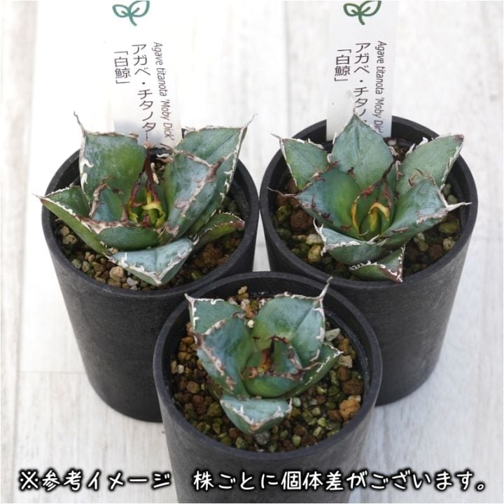 アガベ・チタノタ ”白鯨” 2.5号鉢 | | チタノタ銘品シリーズ | 四国