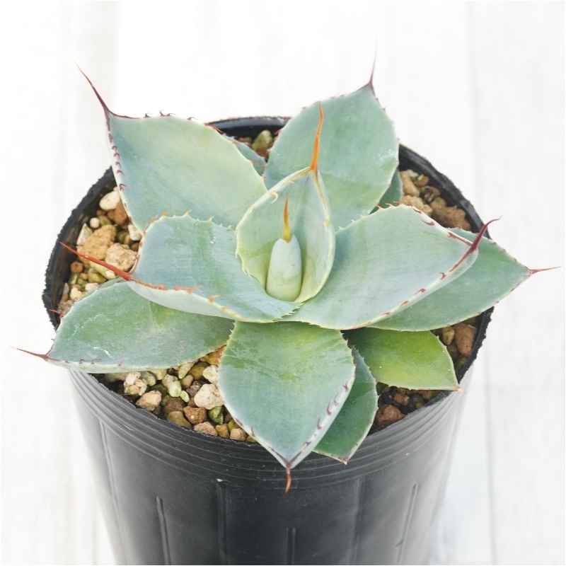 �����١��ѥ꡼���ȥ�󥫡�������ꥯ�������3����󥰥ݥå�