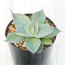 アガベ・レチュギラ 2号ロングポットx3株セット | | アガベ