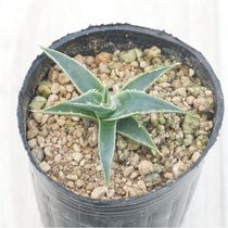 実生選抜】アガベ・ユタエンシス「エボリスピナ」陽炎 3号ロングポット