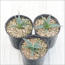 アガベ「グリーン・グロー」 5号ポット | | アガベ（リュウゼツラン