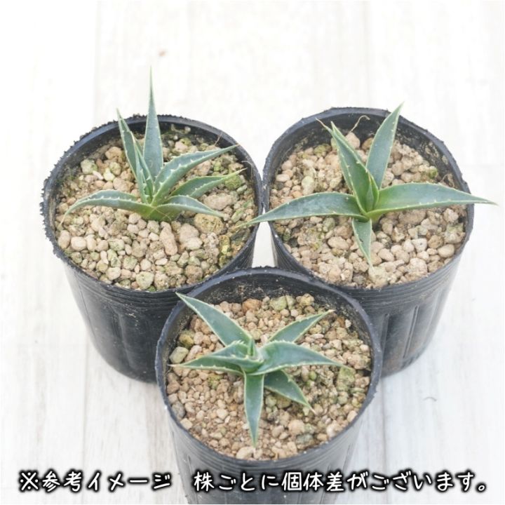 アガベ・ユタエンシス・エボリスピナ「ヘイフォード」 2号ロングポット
