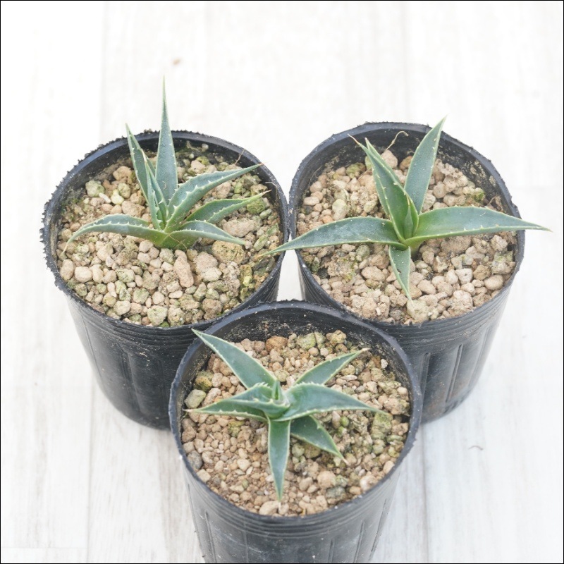 アガベ ハイブリッド　ユタエンシス×オバティフォリア　連棘セレクトタイプ アガベ ハイブリッド ユタエンシス×オバティフォリア 連棘セレクト