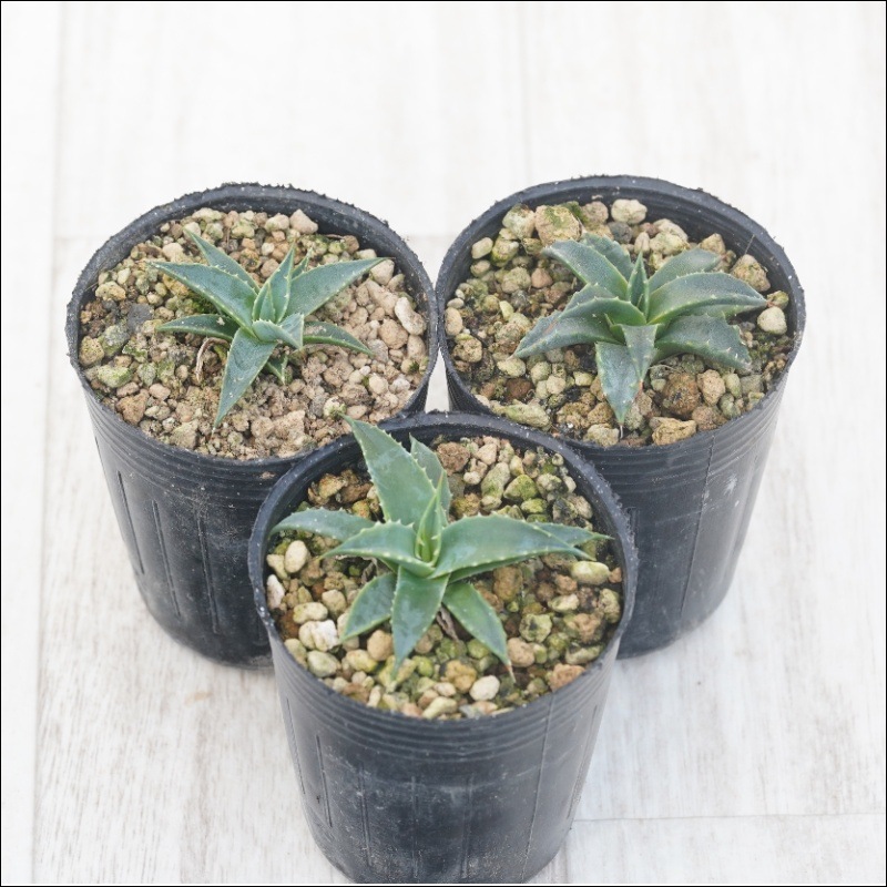 アガベ 大黄蜂 ユタエンシス ネバデンシス 羽毛3点セット アガベ 大