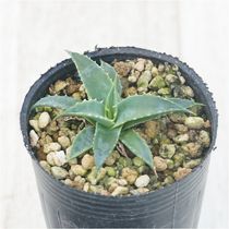 アガベ　ユタエンシス　ネバデンシス　コンパクタ アガベ・ユタエンシス・ネバデンシス「コンパクタ」 2号ロングポット