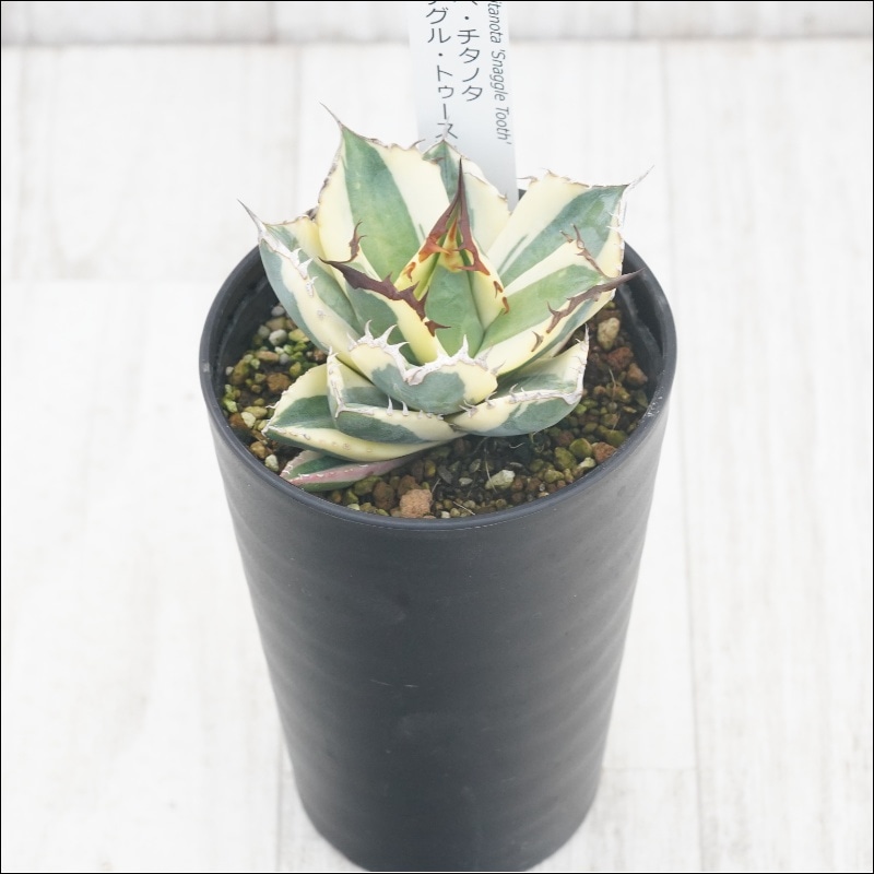 【現品・鉢まま出荷】希少　アガベチタノタ　スナグルトゥース アガベ・チタノタ「スナグル・トゥース」 3.5号鉢 | | チタノタ銘品