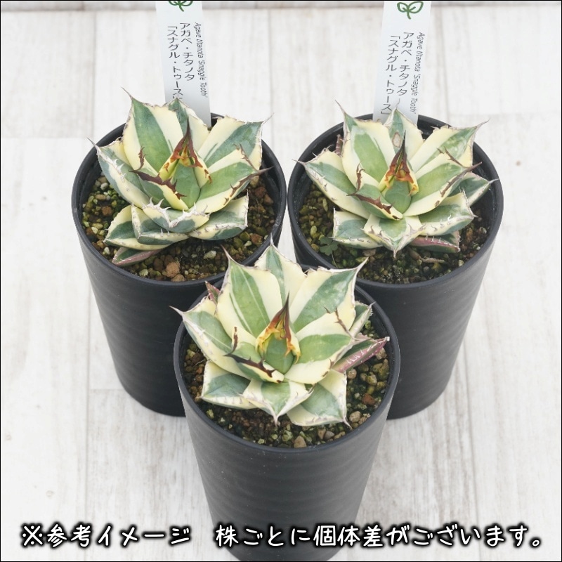 スナグルトゥース アガベ(写真株) スナグルトゥース アガベ