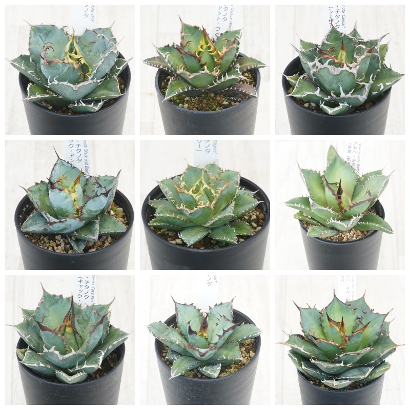 アガベ福袋（中身は見えている）計8株① アガベ福袋（中身は見えている）計8株① 植物系福袋中身 - ひとり