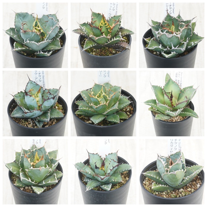 福袋】アガベ チタノタ銘品 見計らい5種 Cセット 3.5号鉢 | | アガベ