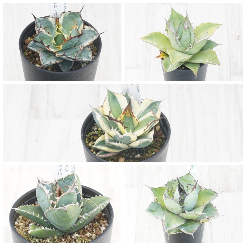 週末限定出品【アガベ　チタノタ　「レジェンド」大きめ】 子株】 アガベ チタノタ レジェンド ロウルサンコ産 - メルカリ