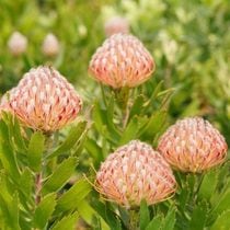 �ڲֲ�Ĥ����ۥ�塼�����ڥ�ޥ�֥�������åȡ���ܥ�ץ֥�����Ω�ơ�4����󥰥ݥå�