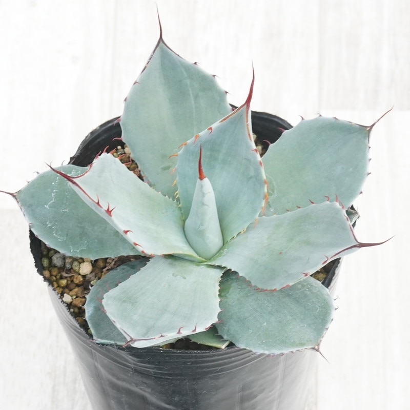 �����١��ѥ꡼���ȥ�󥫡�������ꥯ�������4����󥰥ݥå�