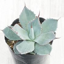 アガベ・オバティフォリア「オルカ」4号ロングポット | | アガベ