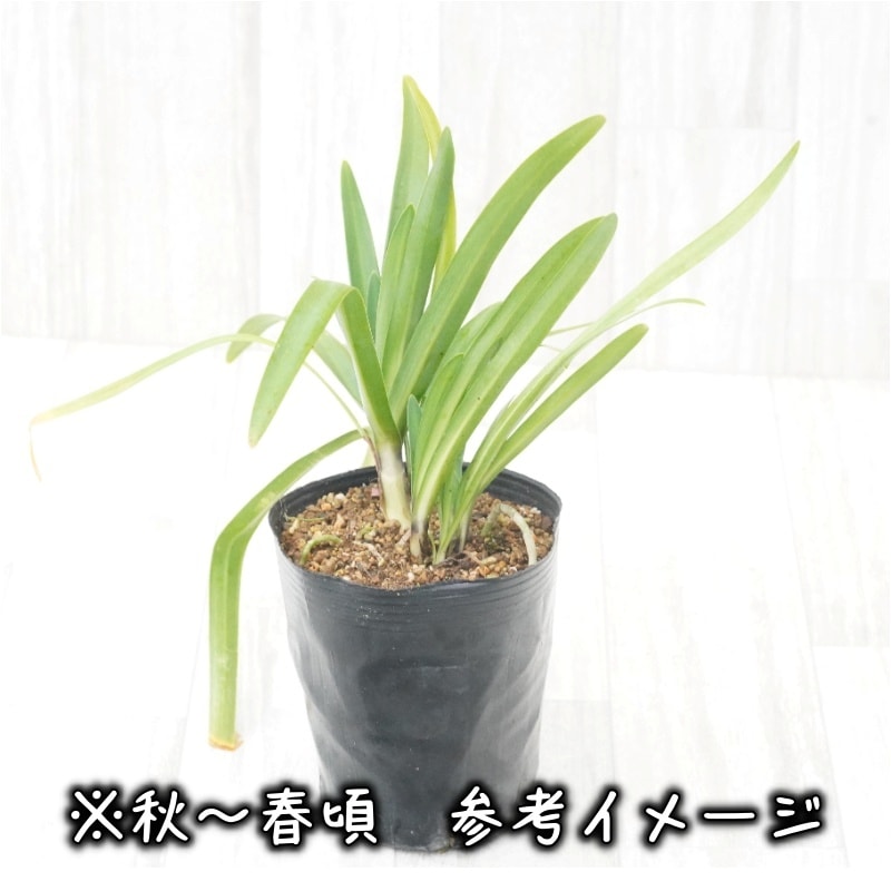 アガパンサス「マウントマファディ」 4号ロングポット | | 宿根草