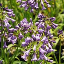 アガパンサス「パープルデライト」 4号ロングポット | | 宿根草（植物