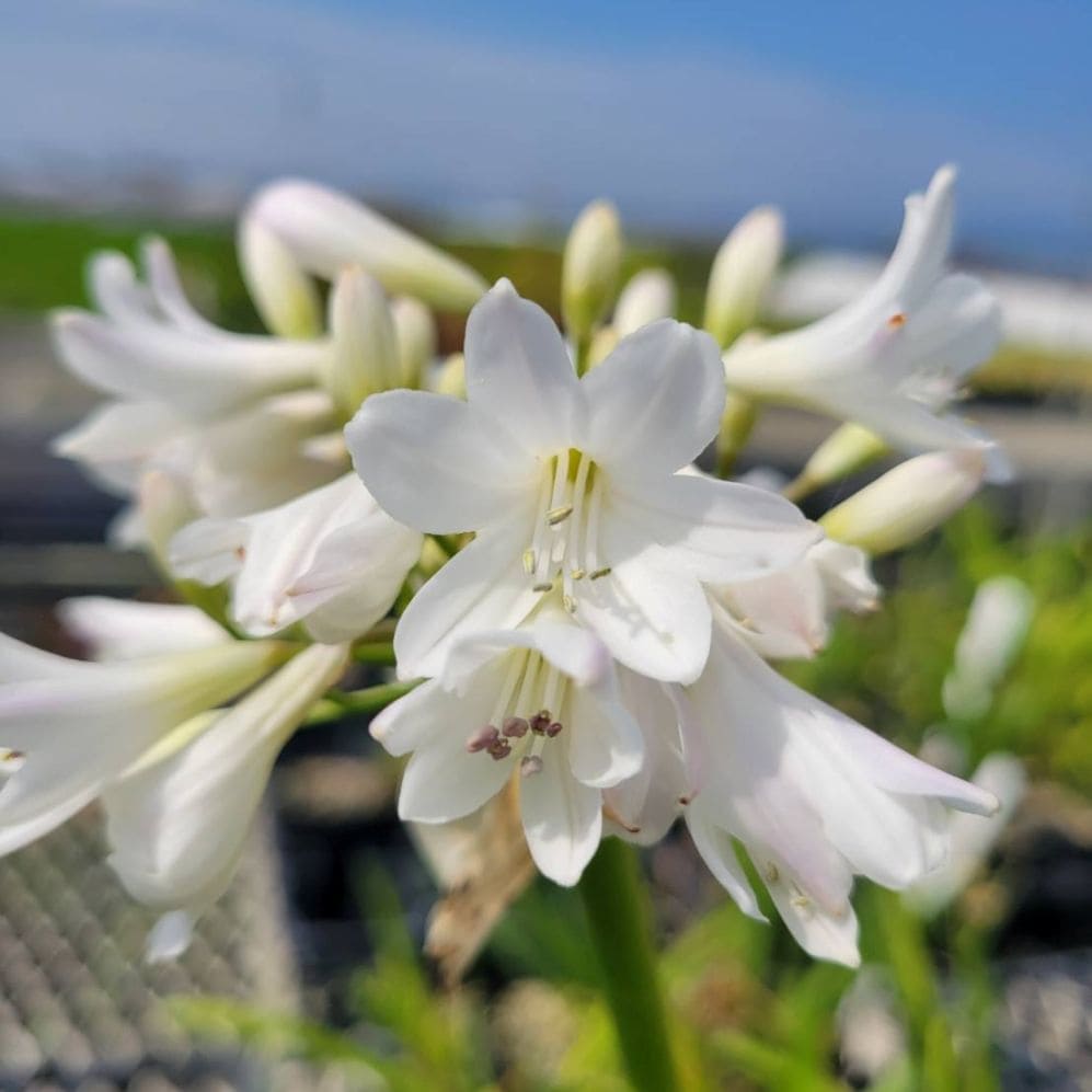 アガパンサス「ショナ」 4号ロングポット | | 宿根草（植物名別）,ア行