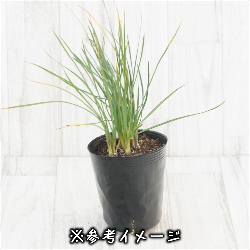 ツルバギア「アシャンティ」 4号ロングポット （ツルバキア