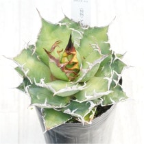 現物》アガべ オバティフォリア オルカ 4号 | | 現物販売