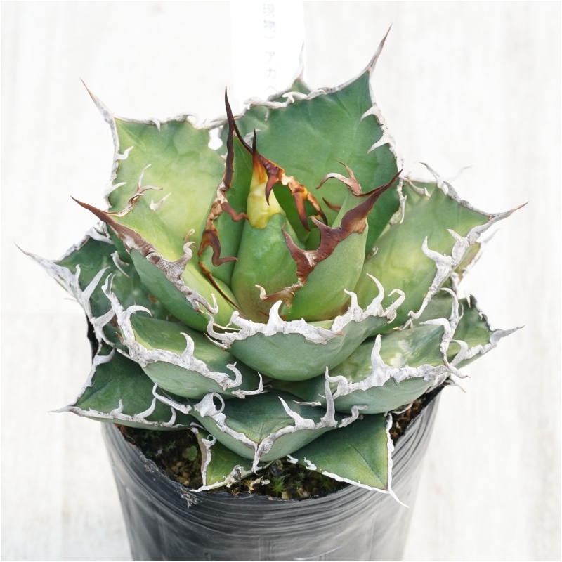 �Ը�ʪ�ե����١������Υ�������������3��