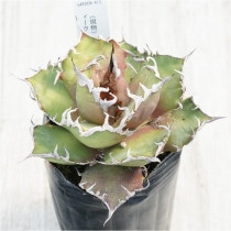 �Ը�ʪ�ե����١������Υ�����������������ƥ�������3��