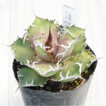 現物》アガべ チタノタ シーザー 4号 | | 現物販売（コレクション株