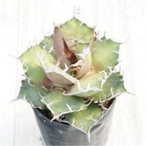 �Ը�ʪ�ե����١������Υ�����������������ƥ�������3��