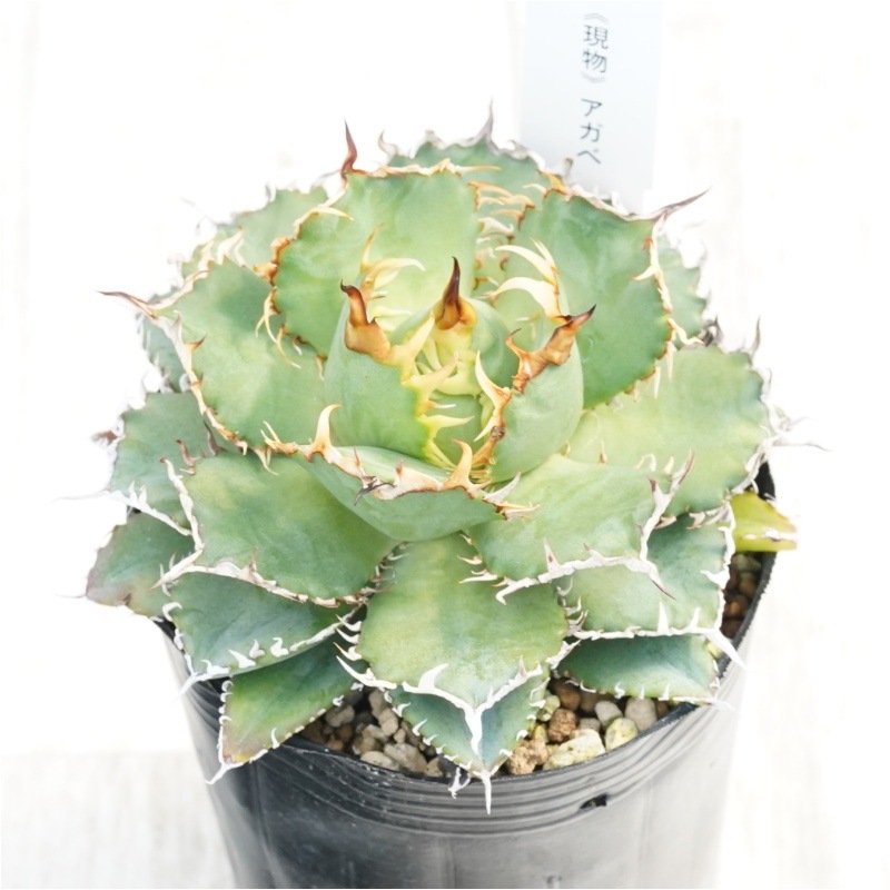 現物》アガべ チタノタ フィリグリー 3号 | | 現物販売（コレクション