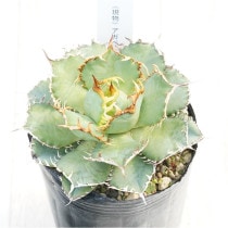 �Ը�ʪ�ե����١������Υ����ե��ꥰ�꡼��3��