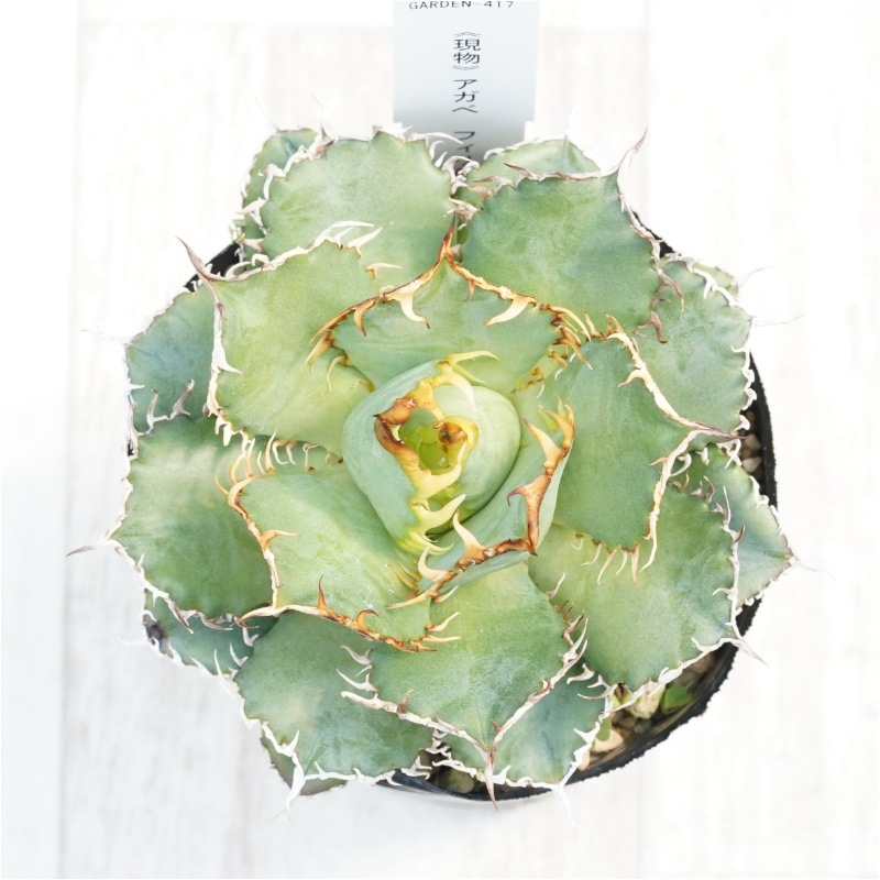 現物》アガべ チタノタ フィリグリー 3号 | | 現物販売（コレクション