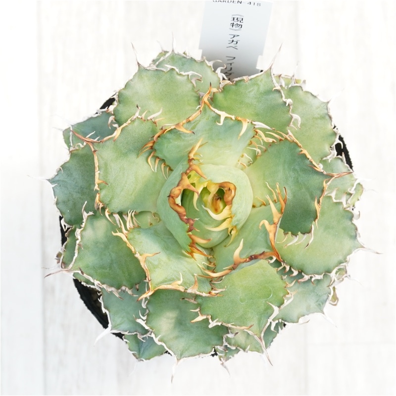 現物》アガべ チタノタ フィリグリー 3号 | | 現物販売（コレクション