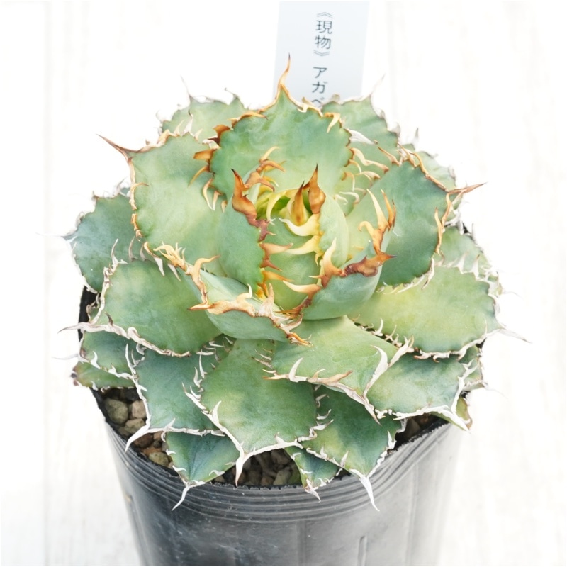 現物》アガべ チタノタ フィリグリー 3号 | | 現物販売（コレクション