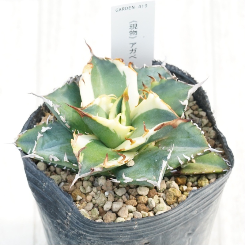 �Ը�ʪ�ե����١������Υ���ͼ�ǡ�ʤ�ء�3��