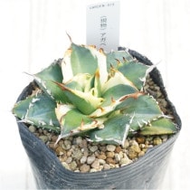 �Ը�ʪ�ե����١������Υ���ͼ�ǡ�ʤ�ء�3��