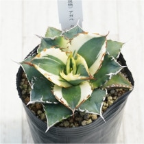 �Ը�ʪ�ե����١������Υ���ͼ�ǡ�ʤ�ء�3��