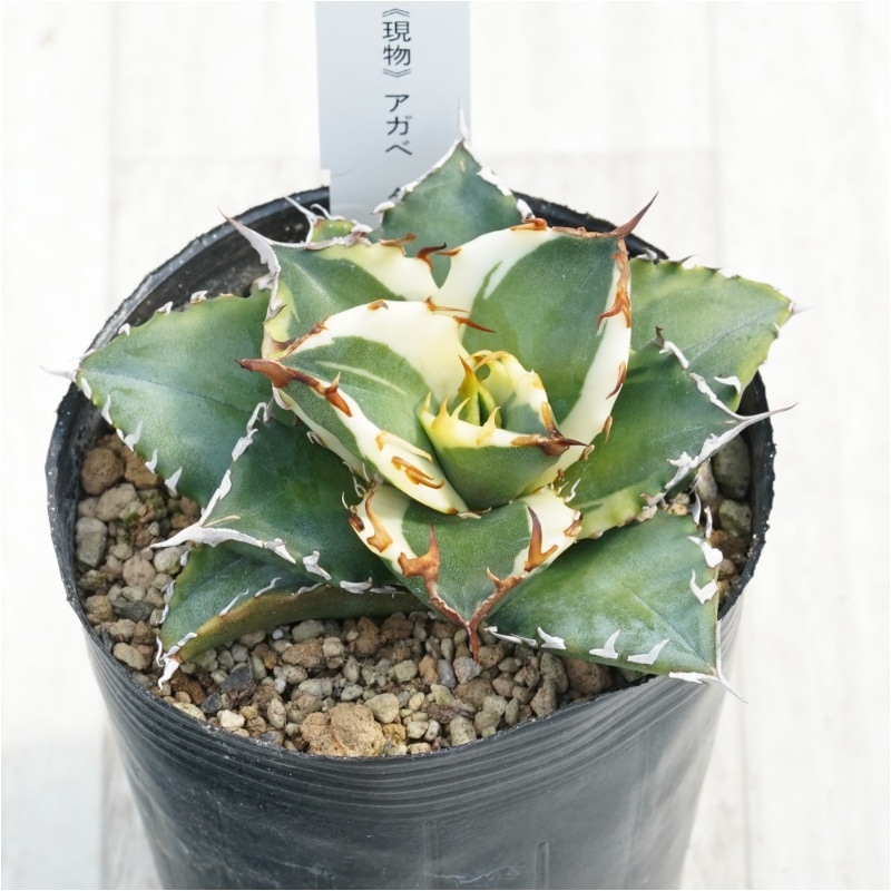 �Ը�ʪ�ե����١������Υ���ͼ�ǡ�ʤ�ء�3��