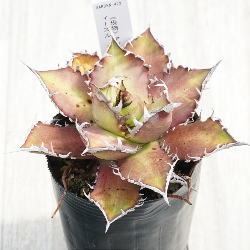 �Ը�ʪ�ե����١������Υ�����åɥ���åȥ��������롡��ȥ���3��