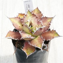 �Ը�ʪ�ե����١������Υ�����åɥ���åȥ��������롡��ȥ���3��