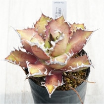 �Ը�ʪ�ե����١������Υ�����åɥ���åȥ��������롡��ȥ���3��